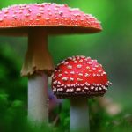 Can You Fly With Amanita Gummies?