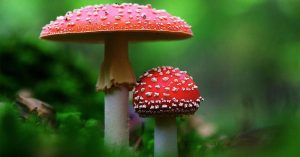 Can You Fly With Amanita Gummies?